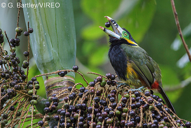 Spot-billed Toucanet b57-21-391.jpg